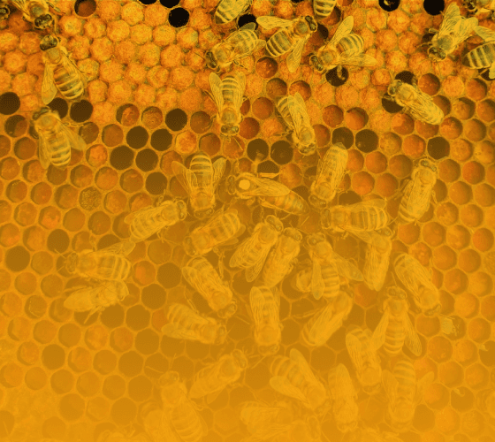 des abeilles sont regroupées sur un cadre de la ruche